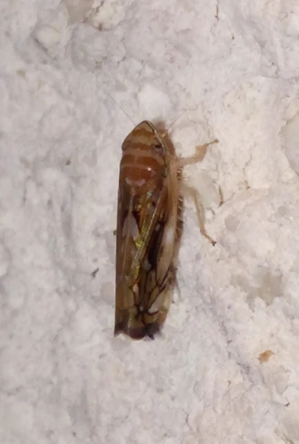 Scaphoideus titanus
