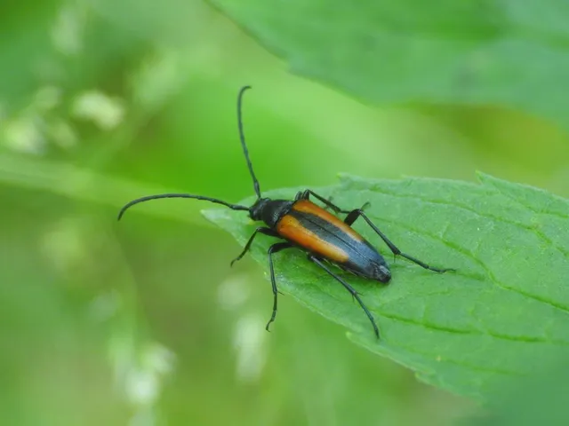 Stenurella melanura - feketevégű karcsúcincér