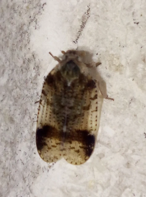 Cixius