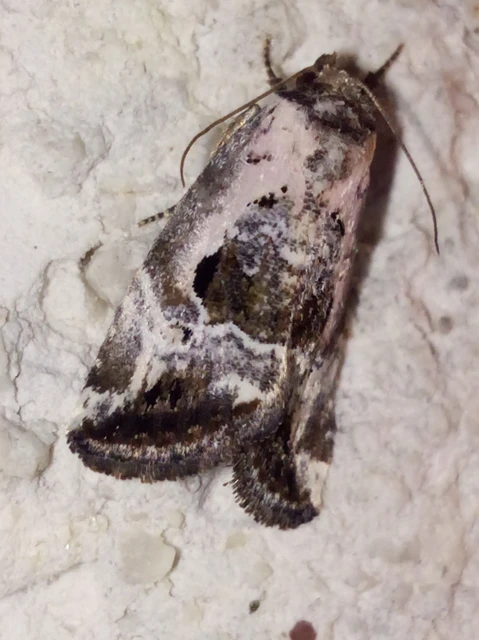 Hapalotis venustula - rózsaszínű mázasbagoly