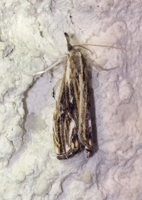 Catoptria verellus - kormos fűgyökérmoly