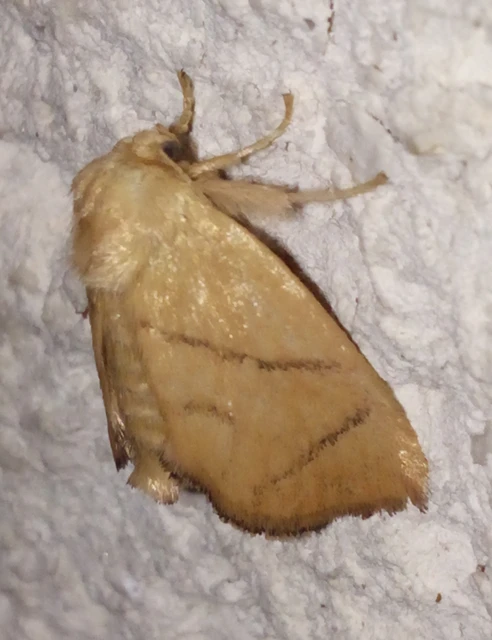 Apoda limacodes - kagylólepke