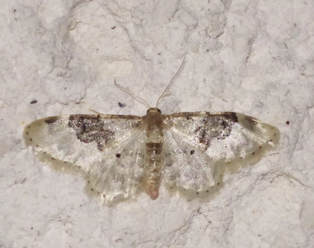 Idaea rusticata - tarka apróaraszoló