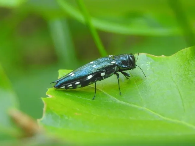 Agrilus guerinii - Guérin-karcsúdíszbogár Agrilus guerinii - Guérin-karcsúdíszbogár