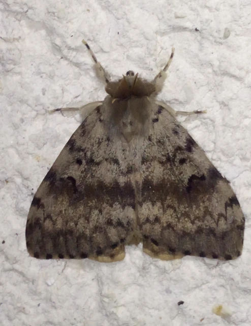 Lymantria dispar - gyapjaslepke