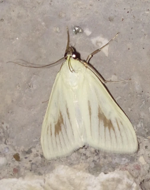 Sitochroa palealis - kénszárnyú dudvamoly