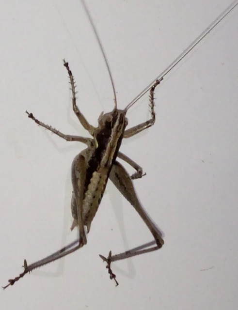 Rhacocleis germanica - német szöcske