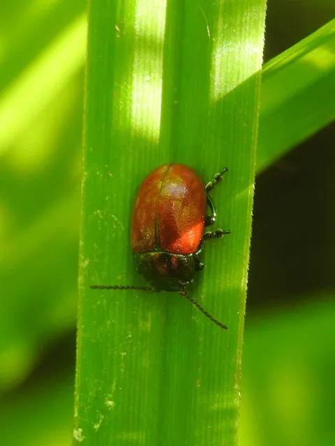 Chrysolina polita - réti mentalevelész Chrysolina polita - réti mentalevelész
