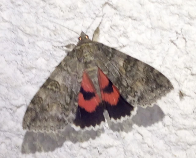 Catocala nupta - piros övesbagoly