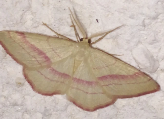 Rhodostrophia vibicaria - pirosszélű araszoló