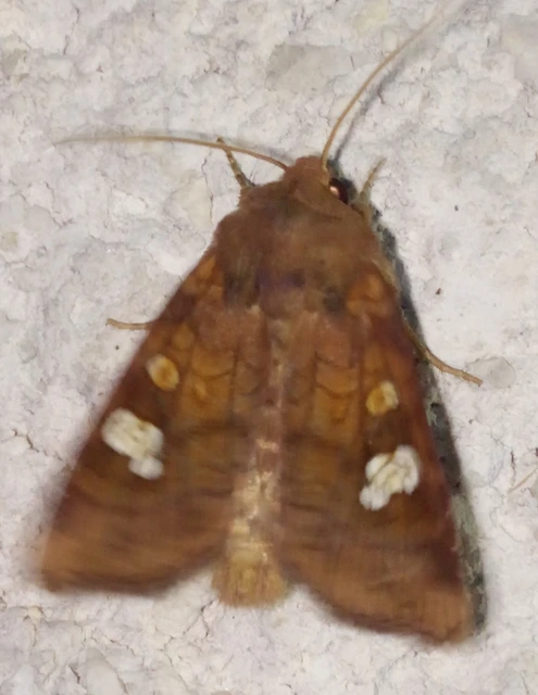 Amphipoea oculea - nagyfoltú lápibagoly