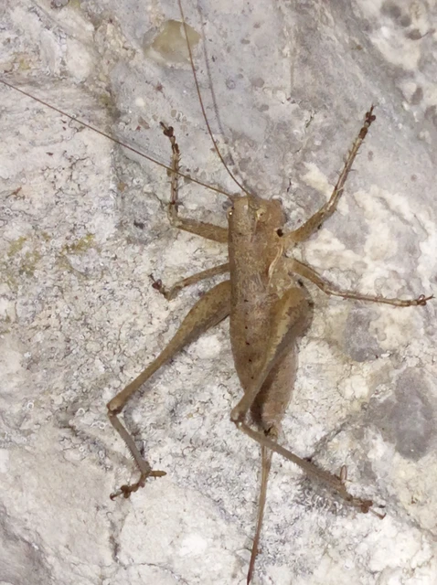 Rhacocleis germanica - német szöcske