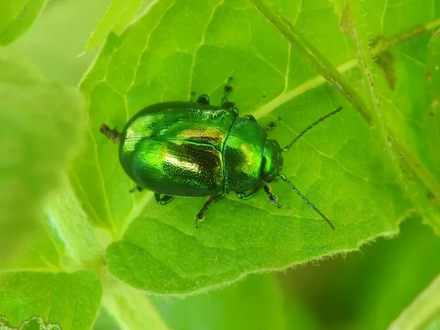 Chrysolina herbacea - zöld mentalevelész