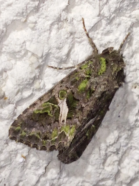 Trachea atriplicis - nyári zöldbagoly