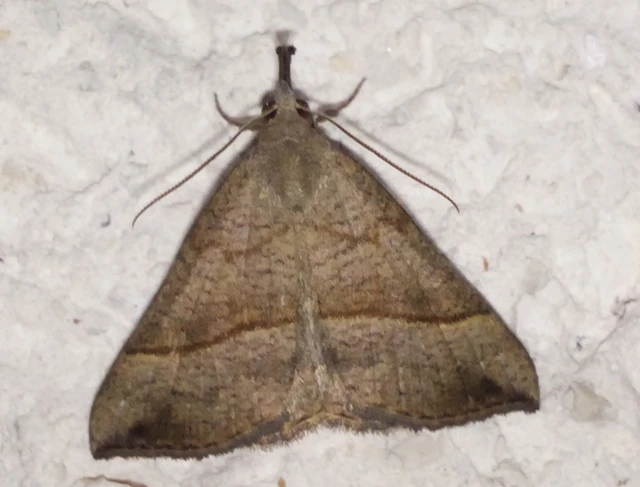 Hypena proboscidalis - ormányos karcsúbagoly