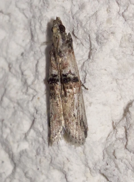 Nephopterix angustella - kecskerágó-karcsúmoly