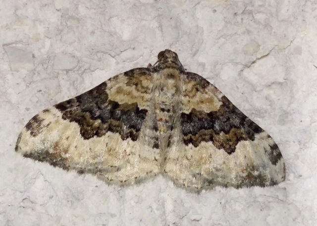 Epirrhoe galiata - sávos galajaraszoló