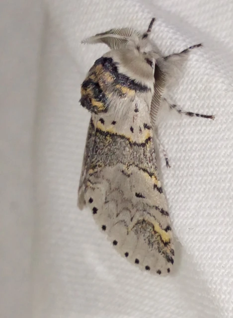 Furcula furcula - szürke púposszövő