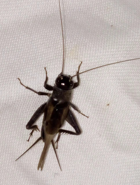 Eumodicogryllus bordigalensis - bordói tücsök