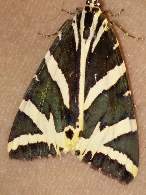 Euplagia quadripunctaria - csíkos medvelepke