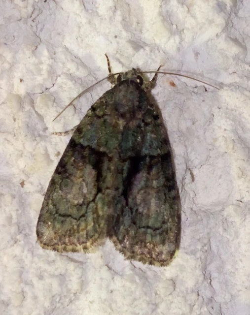 Cryphia algae - sárgászöld zuzmóbagoly