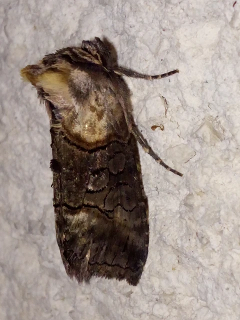 Abrostola asclepiadis - barnaövű csalánbagoly