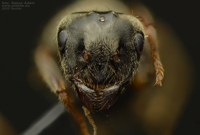 Lasius platythorax - erdei feketehangya