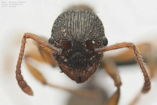 Myrmica schencki - kétszínű bütyköshangya