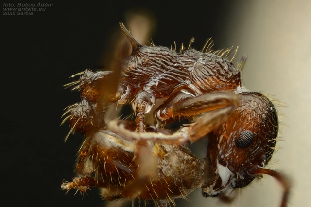 Myrmica ruginodis - erdei bütyköshangya