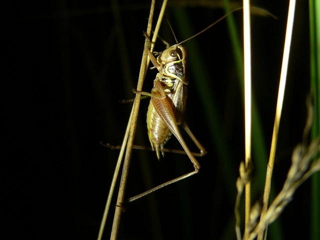 Roeseliana roeselii - Rösel-rétiszöcske