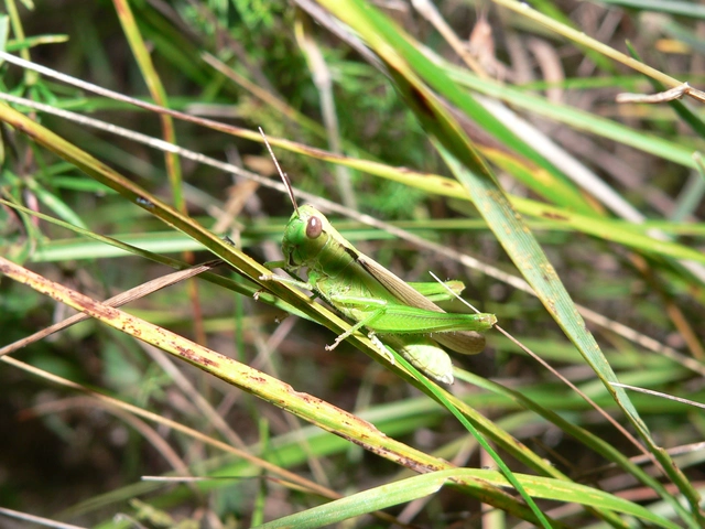 Mecostethus parapleurus - hagymazöld sáska