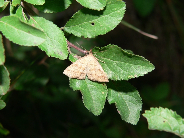 Herminia tarsicrinalis - szőröslábú karcsúbagoly