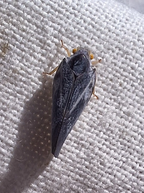 Metcalfa pruinosa - amerikai lepkekabóca