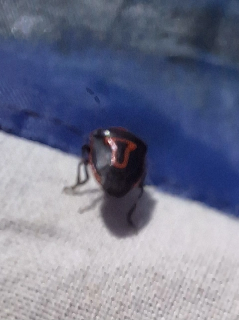 Perillus bioculatus