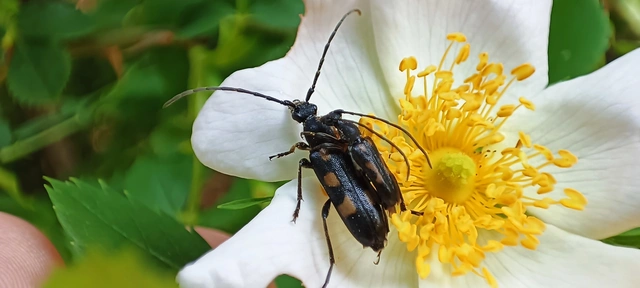 Anoplodera sexguttata - foltos virágcincér