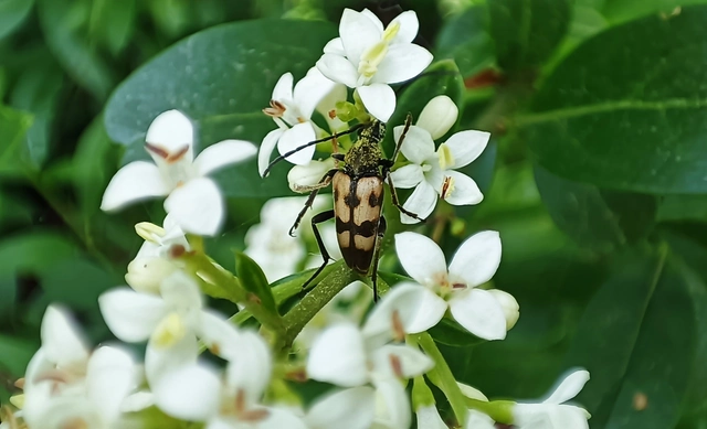 Pachytodes erraticus - rajzos virágcincér