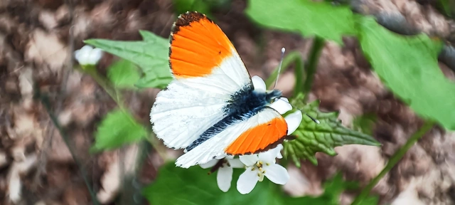 Anthocharis cardamines - hajnalpírlepke