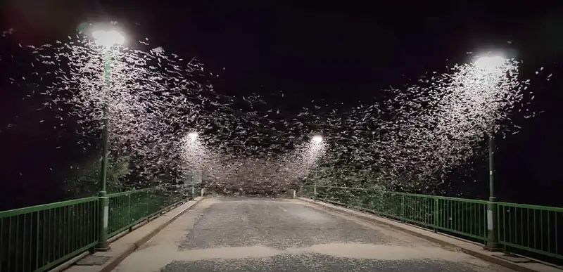 Ephoron virgo - dunavirág