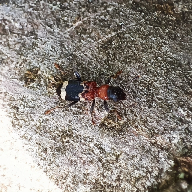Thanasimus formicarius - vörösnyakú szúfarkas