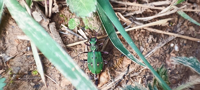 Cicindela campestris - mezei homokfutrinka