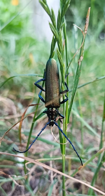 Aromia moschata - pézsmacincér