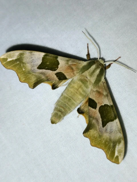 Mimas tiliae - hársfaszender
