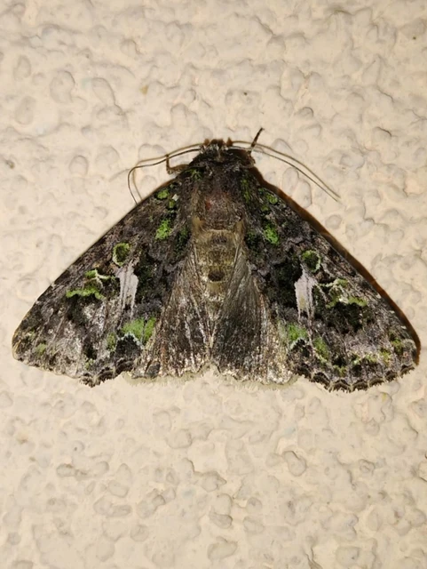 Trachea atriplicis - nyári zöldbagoly