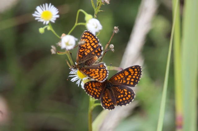 Melitaea athalia - közönséges tarkalepke