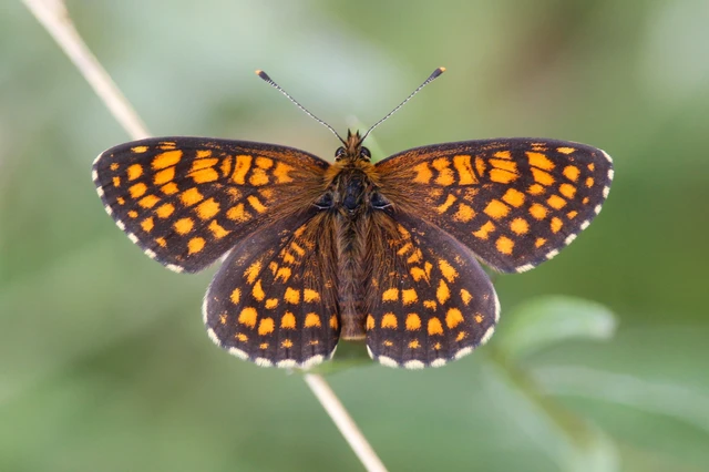 Melitaea athalia - közönséges tarkalepke