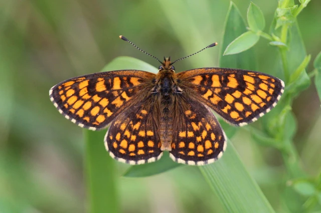 Melitaea athalia - közönséges tarkalepke
