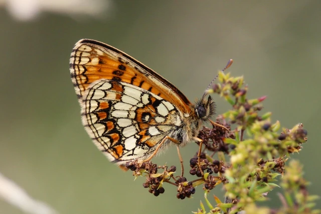 Melitaea athalia - közönséges tarkalepke