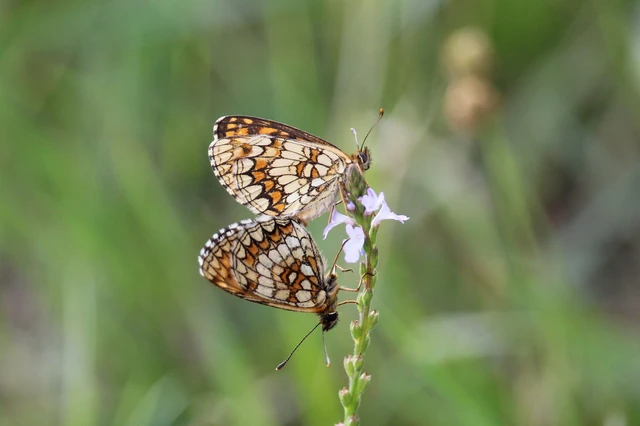 Melitaea athalia - közönséges tarkalepke