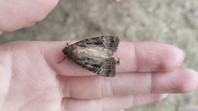 Amphipyra berbera/pyramidea