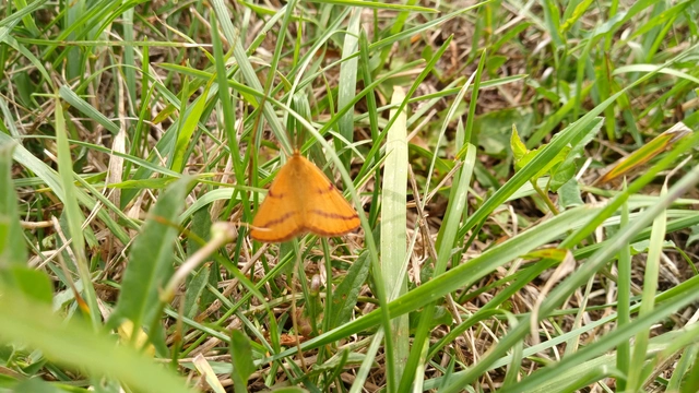 Lythria purpuraria - bíborsávos araszoló
